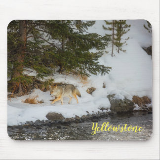Mouse Pad-Yellowstone Coyote Pad