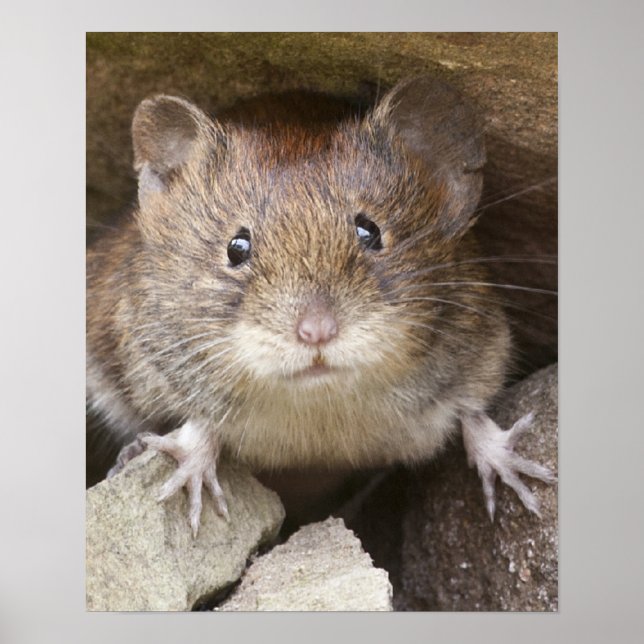 Mouse Portrait Poster (Front)