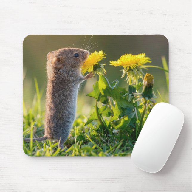 Mouse Smelling a Yellow Dandelion Pad (With Mouse)
