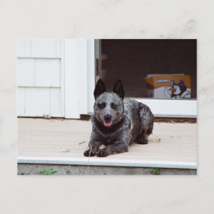 Mouse the Blue Heeler Postcard