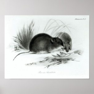 Mouse, Tierra del Fuego, South America c.1832-36 Poster