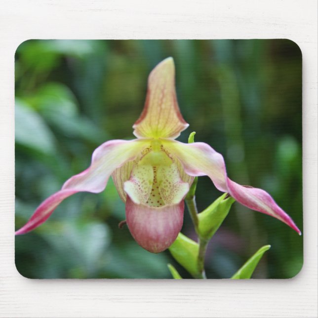 Mousepad - Ladyslipper (Front)