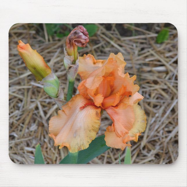 Mousepad - Orange Iris (Front)
