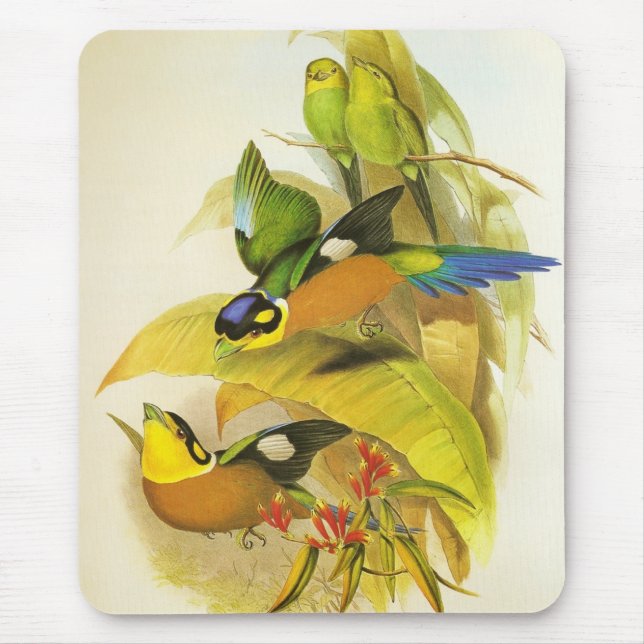 Mousepad Vintage Long-tailed Broadbill Birds (Front)
