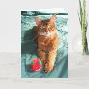 Mousey Catmas Christmas Card