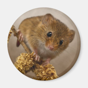 Mousie Magnet