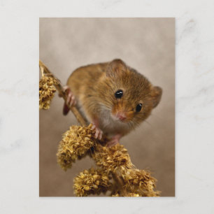 Mousie Postcard