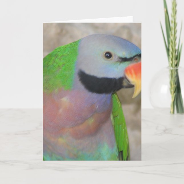Moustached Parakeet Card (Front)