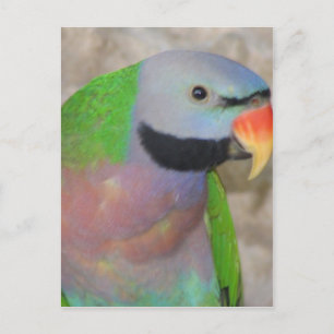 Moustached Parakeet Postcard