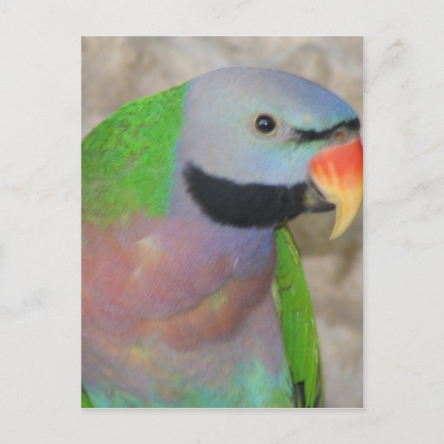 Moustached Parakeet Postcard (Front)