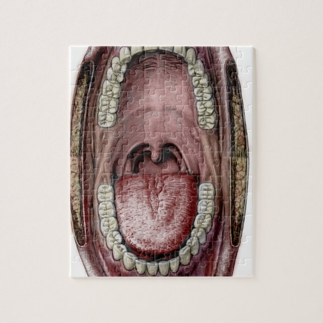 mouth anatomy jigsaw puzzle (Vertical)