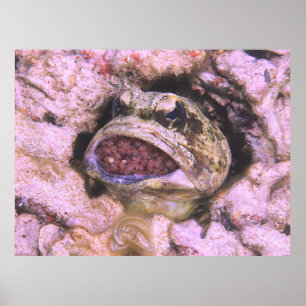 Mouth Brooding Poster