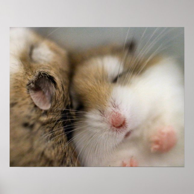 Move over Bob Poster (Front)