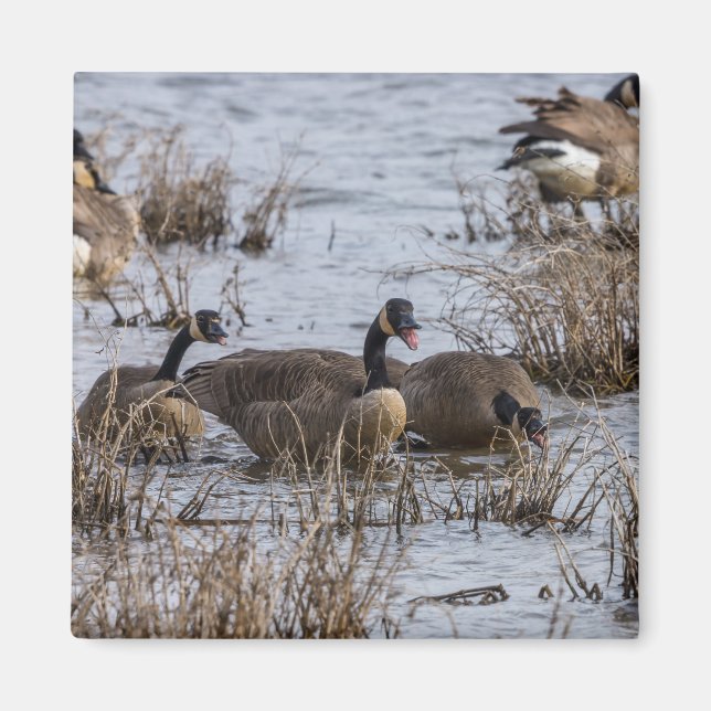 Moving In Magnet (Front)