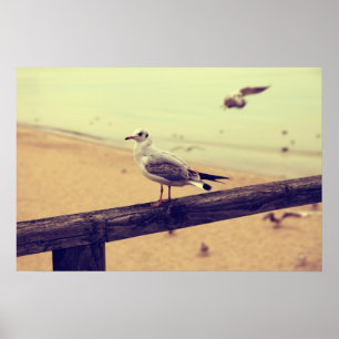 Möwe Ostsee Rügen Poster