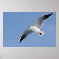 Möwe / Sea gull