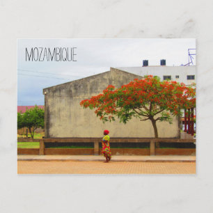 mozambique flame tree postcard