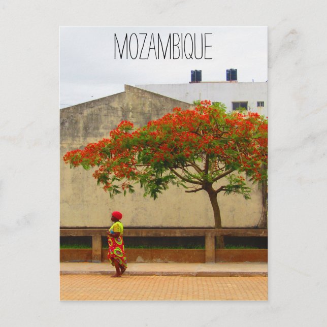 mozambique red tree postcard (Front)