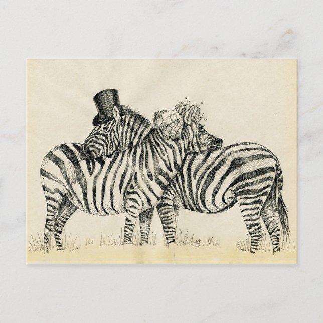 Mr. and Mrs. Zebra Fancy couple Postcard (Front)