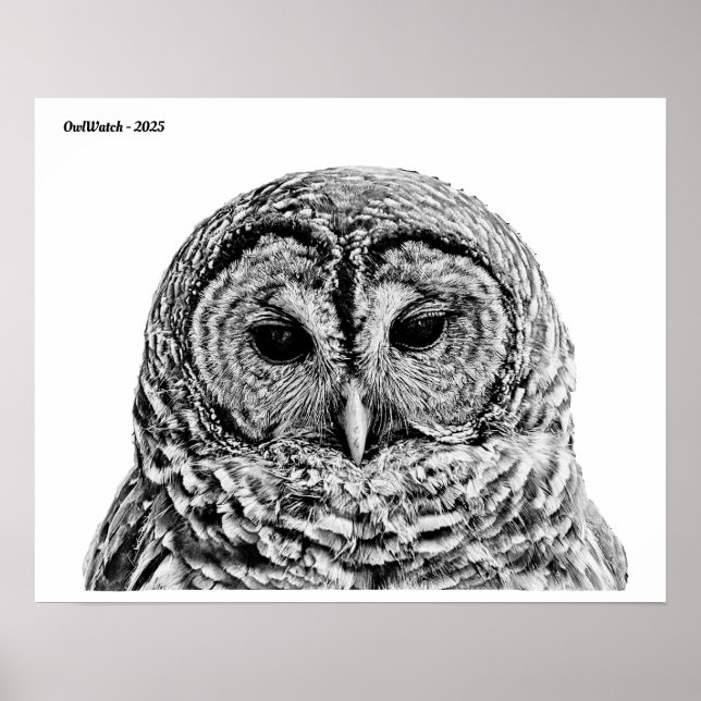 Mr Barred Owl - 2025 Poster (Front)
