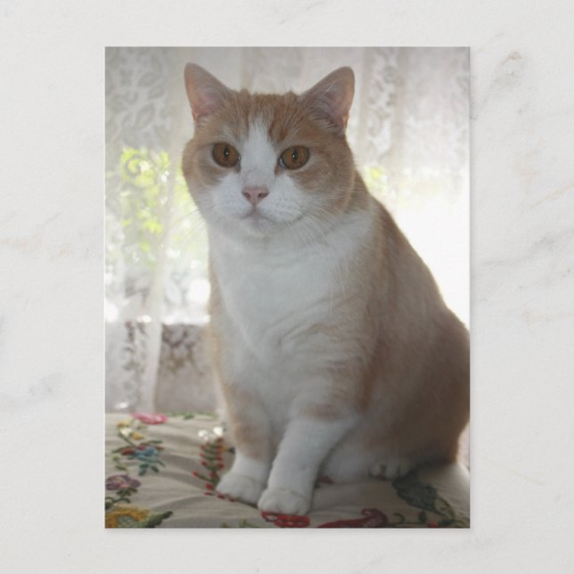Mr. Big Eyes Postcard (Front)