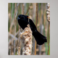 Mr. Blackbird