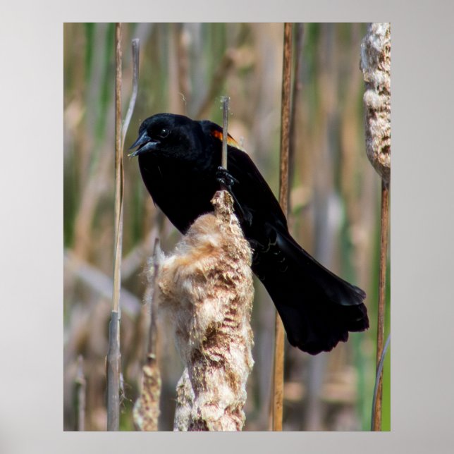 Mr. Blackbird Poster (Front)