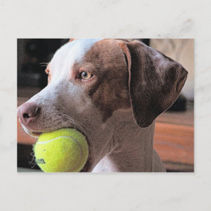 Mr. Bo-Bo and Bally Postcard