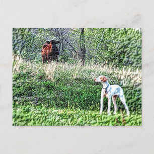 Mr. Bo-Bo versus The Moo Cow Postcard