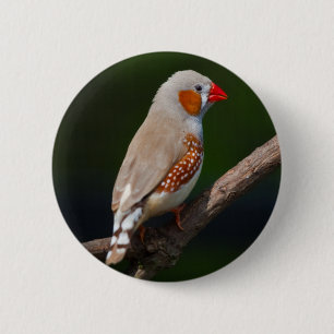 Mr Finch Badge