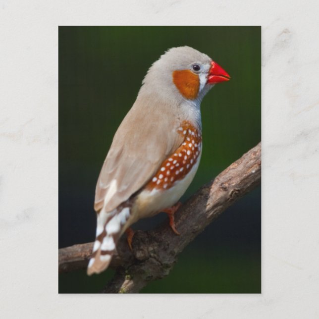 Mr Finch Postcard (Front)