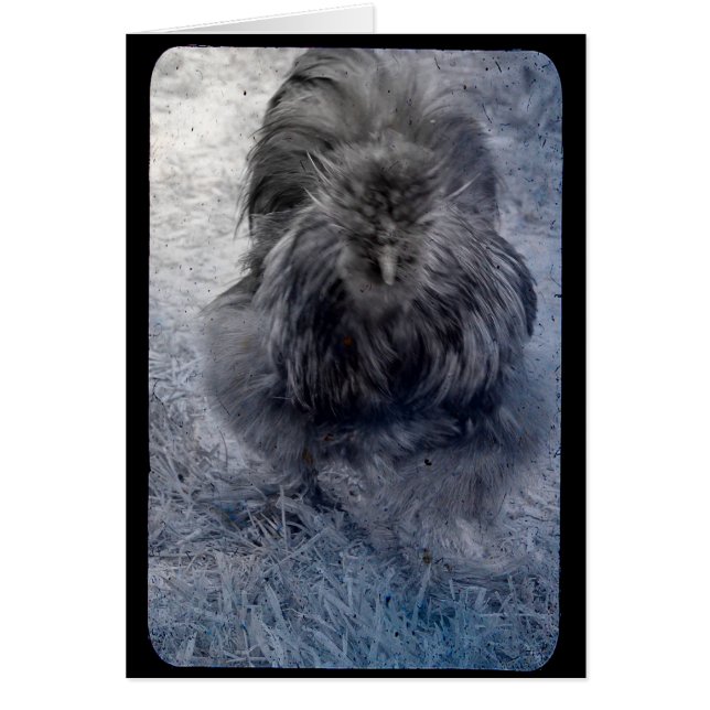 Mr Fluffy Silkie Rooster 2 (Front)