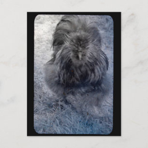 Mr Fluffy Silkie Rooster Postcard