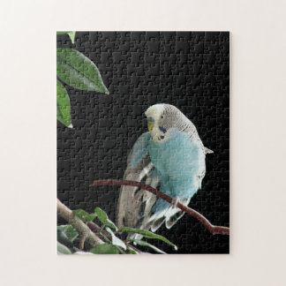 Mr. Jill Budgie Puzzle