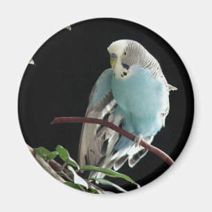 Mr. Jill Budgie Round Magnet