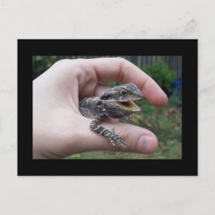 mr lizard postcard