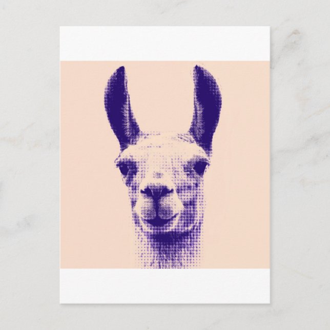 Mr Llama Postcard (Front)