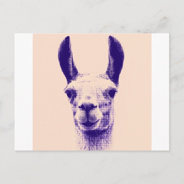 Mr Llama Postcard (Front)