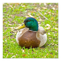 Mr. Mallard Duck