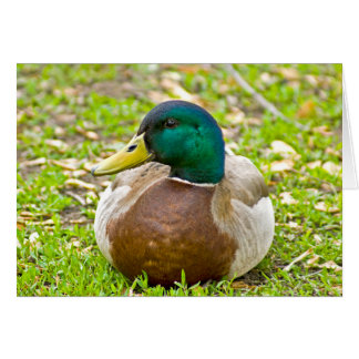 Mr. Mallard the Duck