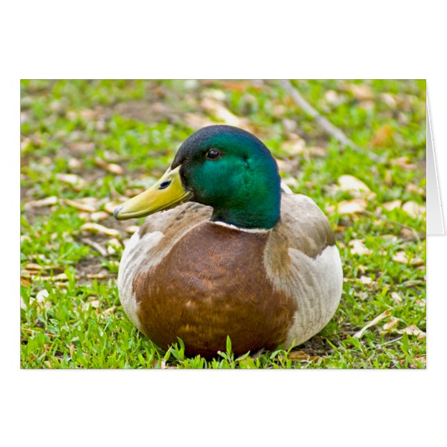 Mr. Mallard the Duck (Front Horizontal)