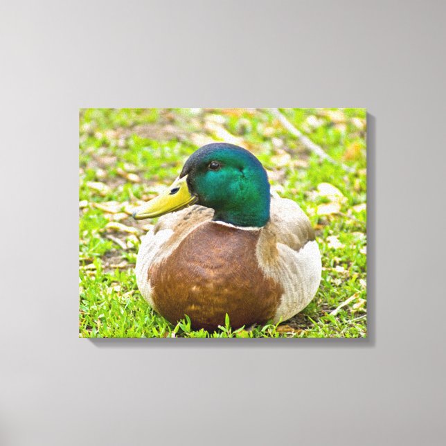 Mr. Mallard the Duck Canvas Print (Front)