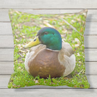 Mr. Mallard the Duck