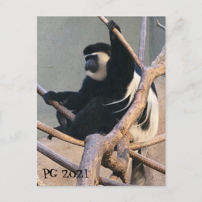 Mr. Monkey Postcard (Front)