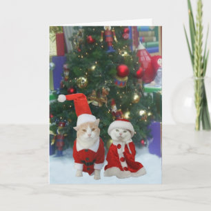 Mr. & Mrs. Kitty Claws Holiday Card