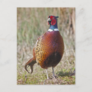 Mr Pheasant Postcard