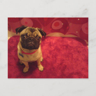 Mr. Pug Postcard Machi