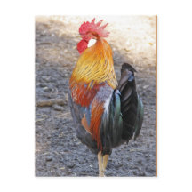 Mr. Rooster