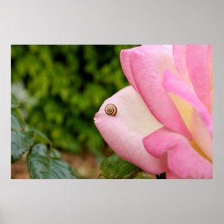 Mr. Snail Poster