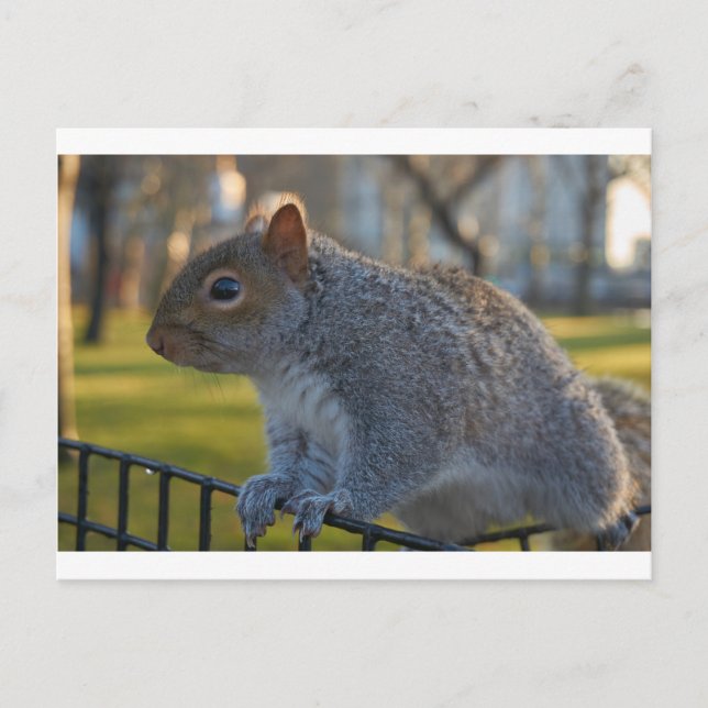Mr Squirrel Looking Thoughtful, Battery Park, NYC Postcard (Front)